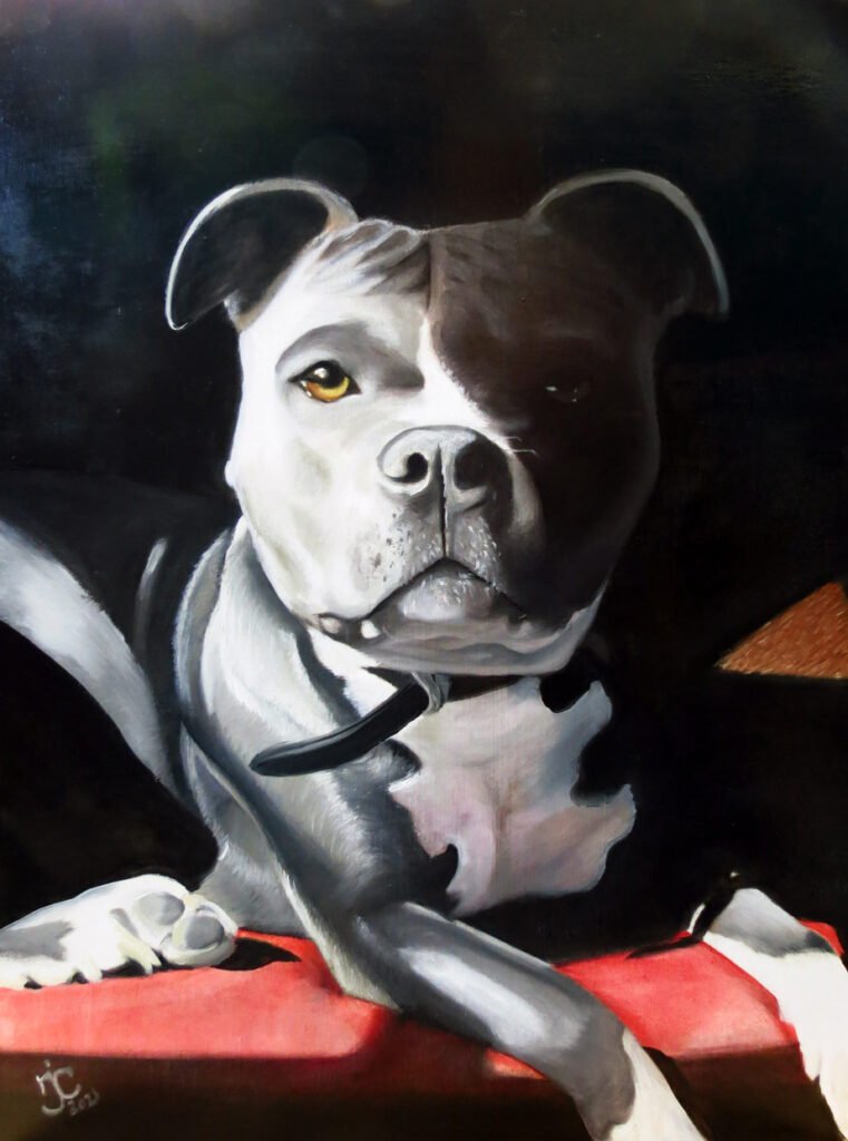 Pet Portrait, portrait of dog Natalie J Cheetham